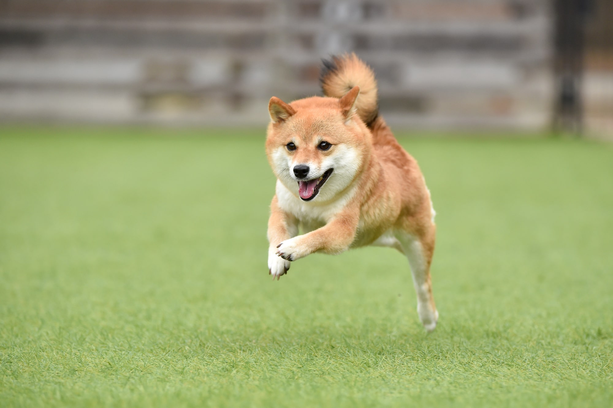 【専門家監修】犬の飛びつきをそのままにしておくのはよくない？やめさせる方法