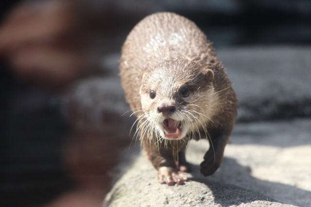 カワウソの寿命は何年？長生きさせる飼育法やポイントをご紹介