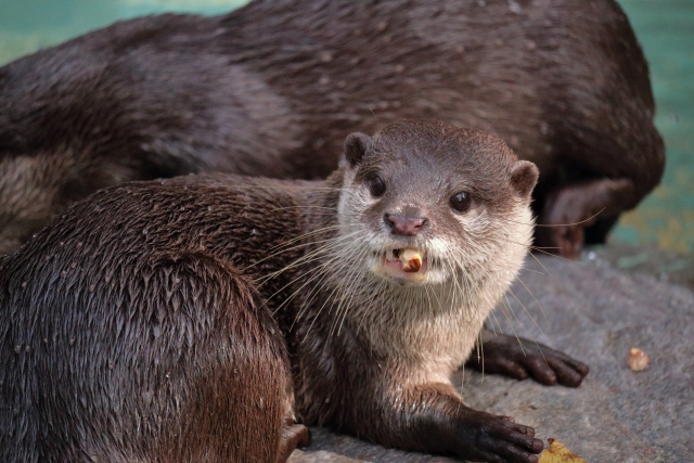 カワウソの特徴