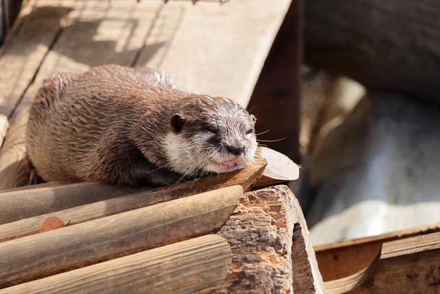 カワウソの飼育方法