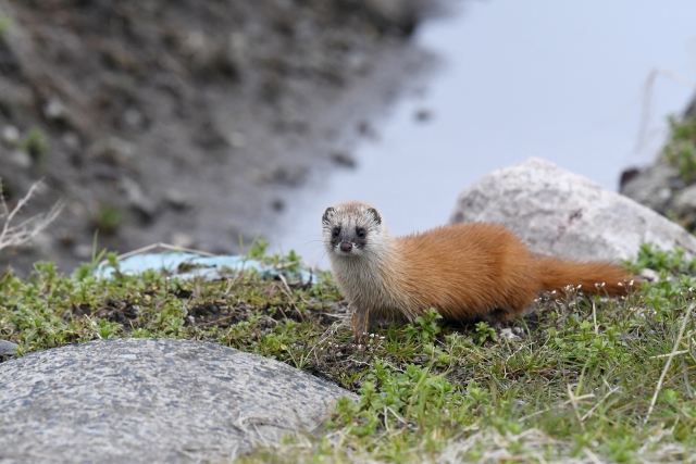 カワウソはイタチの仲間でもある