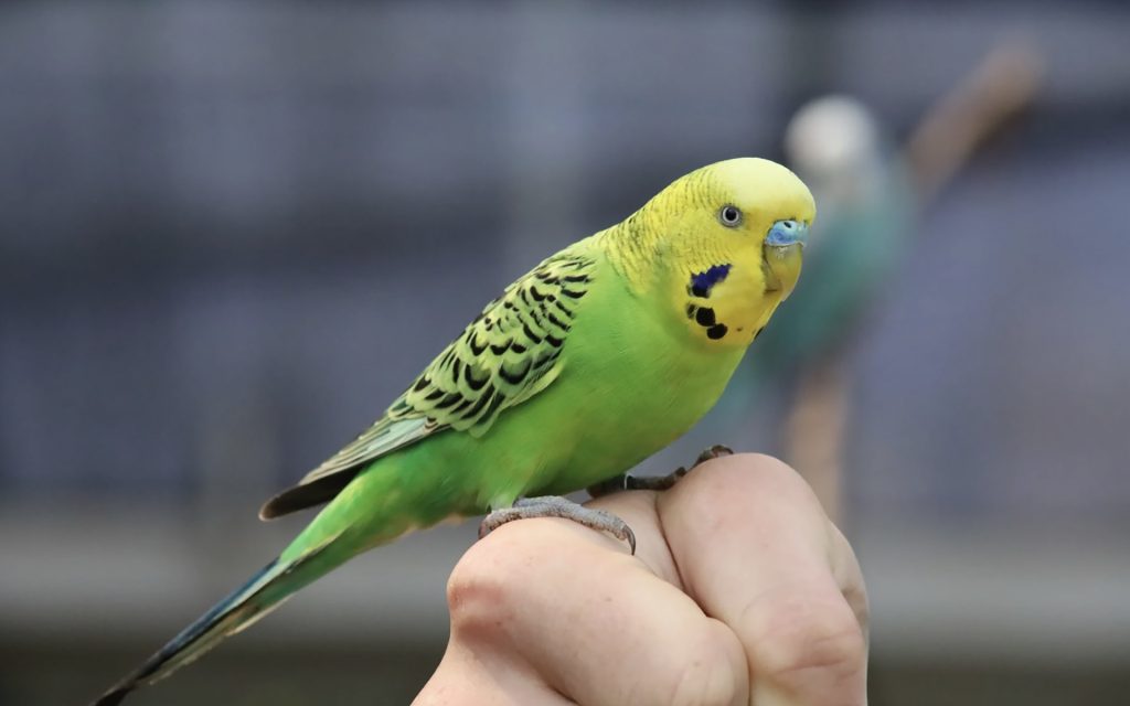 インコの長生きのためにかかりつけの動物病院を探しておく