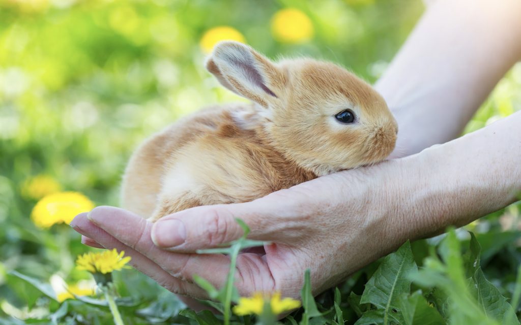 うさぎが亡くなってしまった場合は火葬業者へご相談を