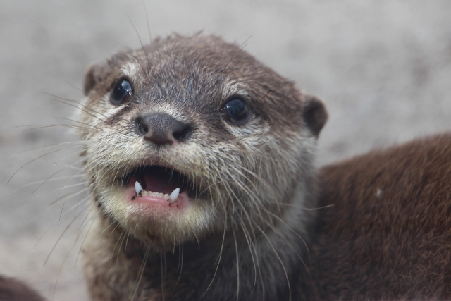 カワウソの食事は？飼育する際の注意点について解説