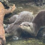 【カワウソの生態】種類や生息地、人気の理由を解説