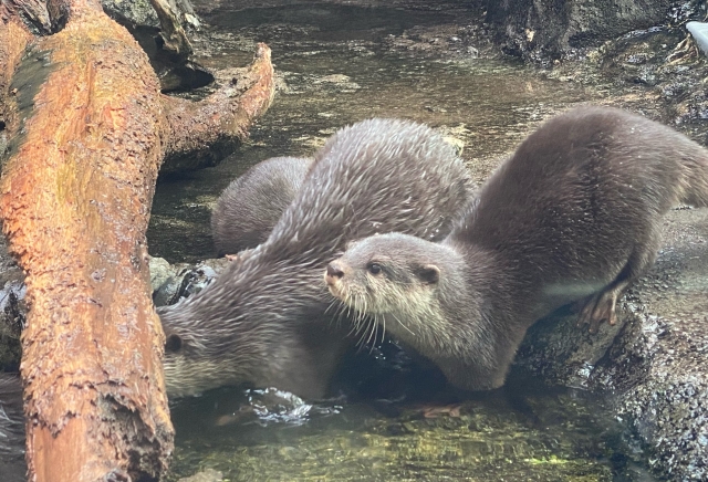 【カワウソの生態】種類や生息地、人気の理由を解説