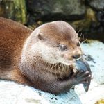 カワウソの好きな食べ物は？主食や特徴、ビーバーとの違いについて解説