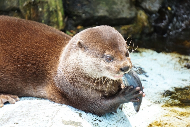 カワウソの好きな食べ物は？主食や特徴、ビーバーとの違いについて解説