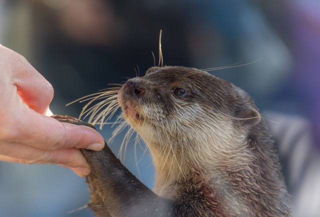 カワウソの飼育方法