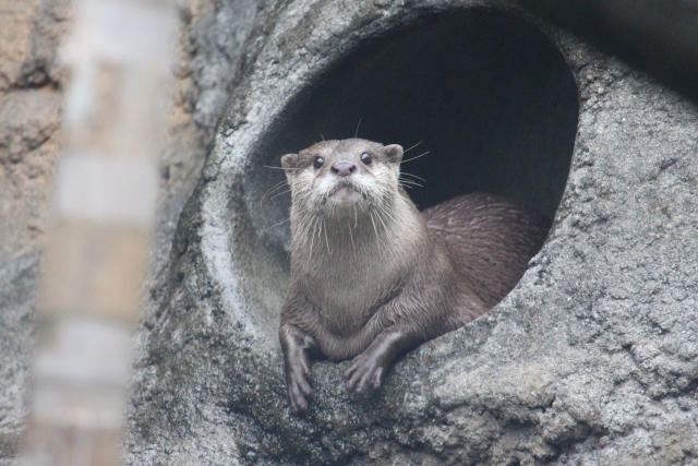 カワウソはどんな動物？