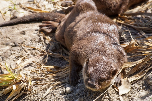 カワウソの生態