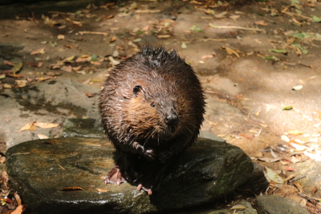 ビーバーはカワウソとここが違う！