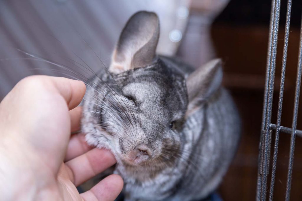 飼い方以外にも！チンチラを寿命以上に長生きさせるコツ3選