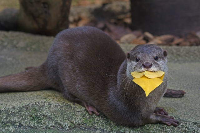 注意点を理解した上でカワウソの飼育を決めましょう