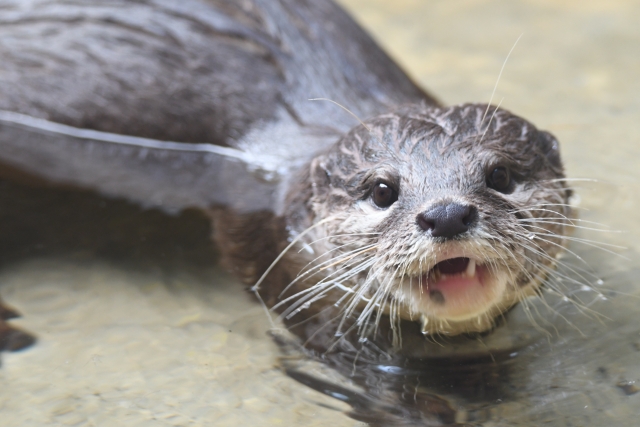 コツメカワウソが人気の理由