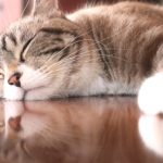 老猫が急に元気がない！考えられる原因と対策は?