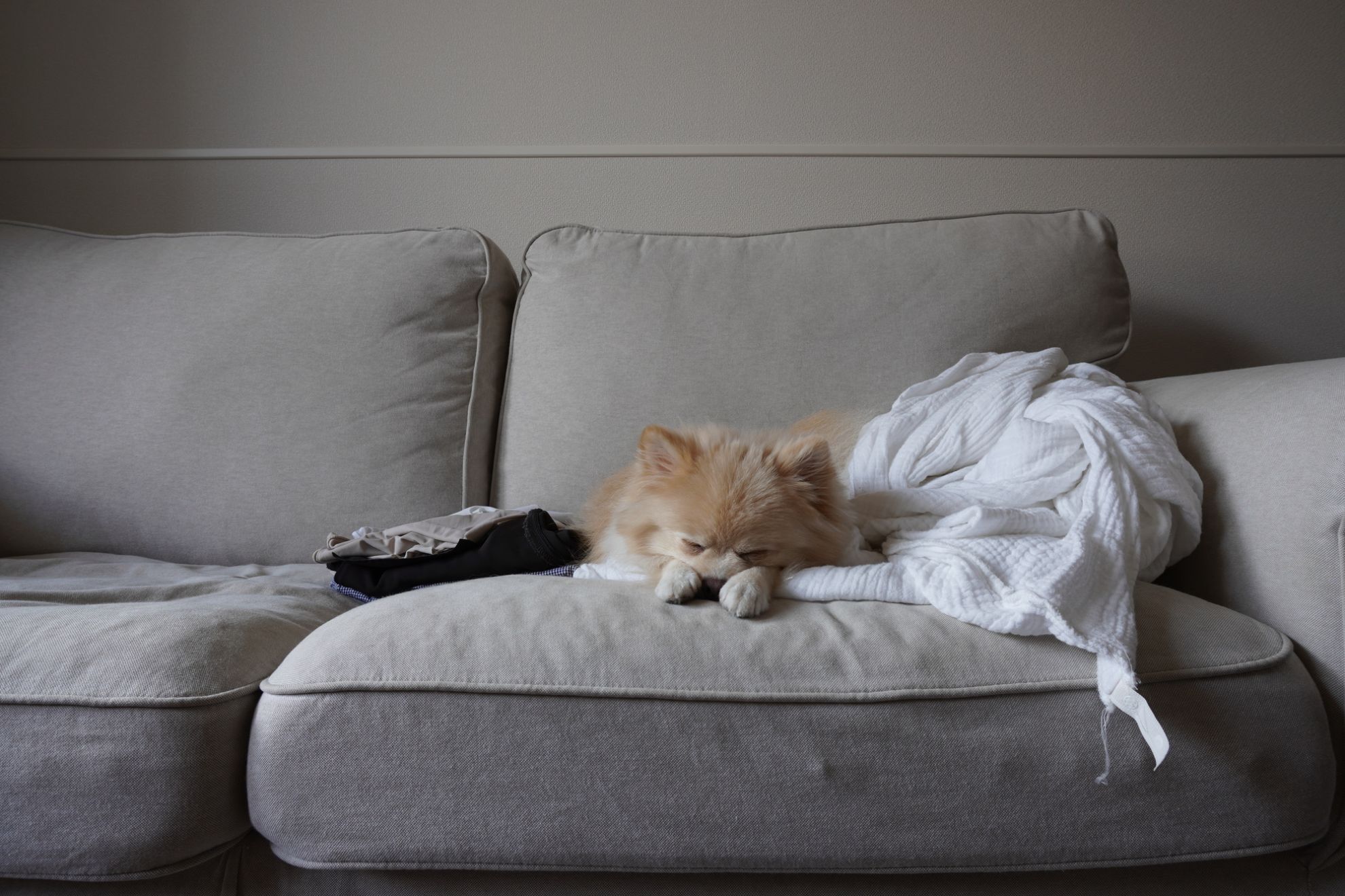 犬を留守番させるときはどうすればいい？必要な準備や成功させるポイント