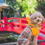 愛犬と神社に参拝したい！事前の準備と境内でのマナー