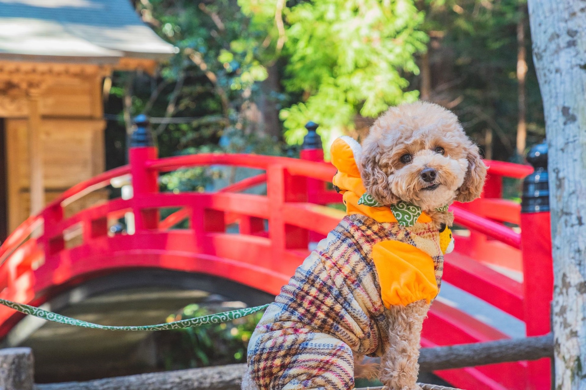愛犬と神社に参拝したい！事前の準備と境内でのマナー
