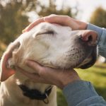 【専門家監修】老犬は外飼いから室内飼いにするべき？メリットや注意点