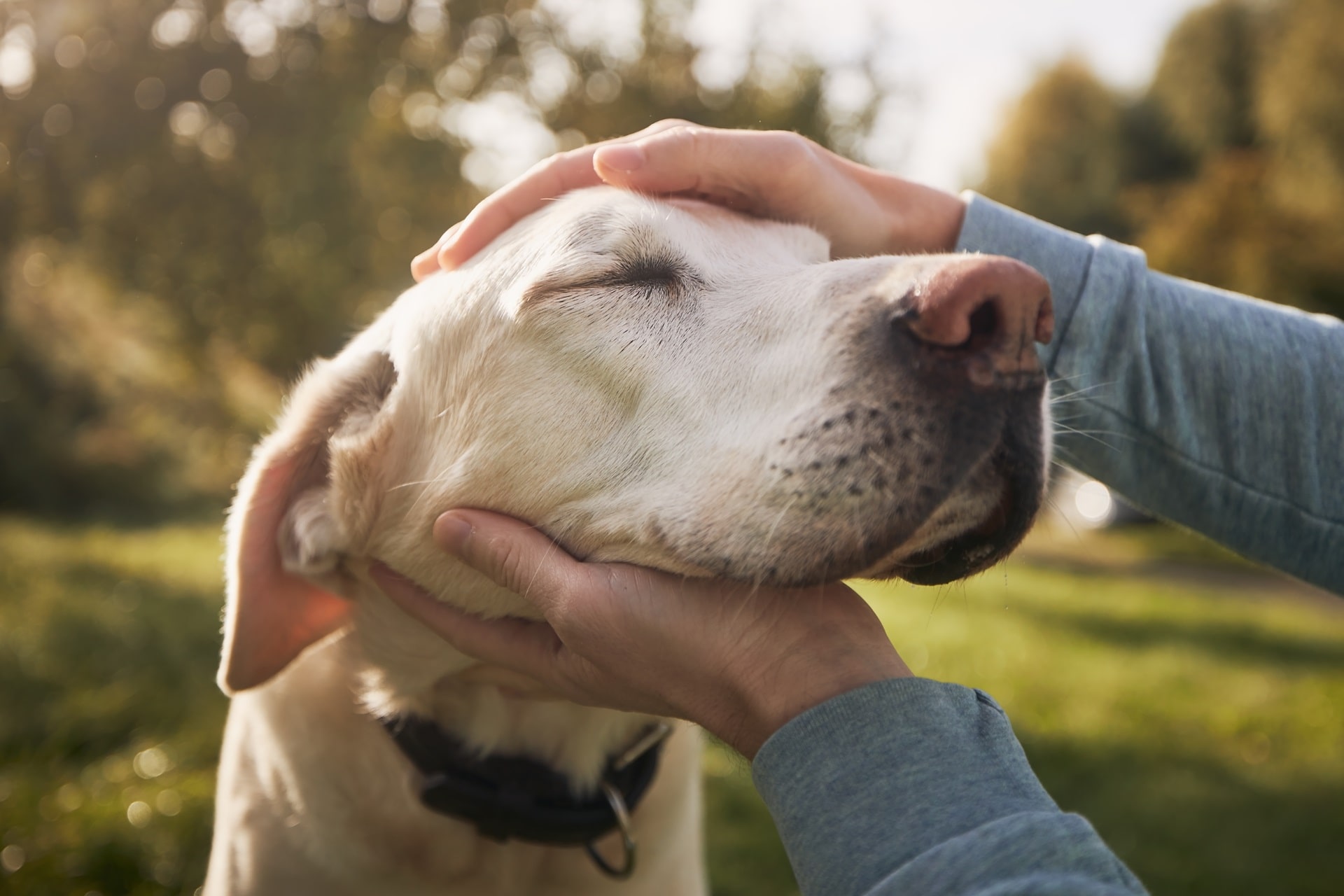 【専門家監修】老犬は外飼いから室内飼いにするべき？メリットや注意点