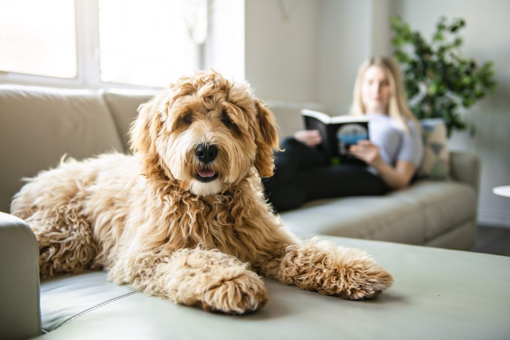 老犬を外飼いから室内飼いにするメリット