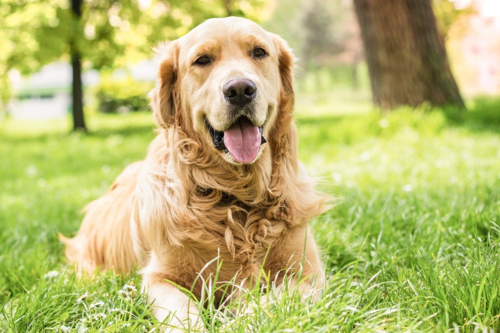 老犬をストレスなく外飼いから室内飼いに移行する方法