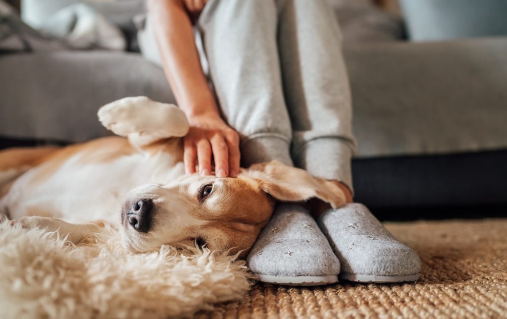 老犬を外飼いから室内飼いにする注意点