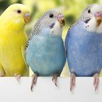 【専門家監修】インコを長生きさせるには？コツやチェックポイント