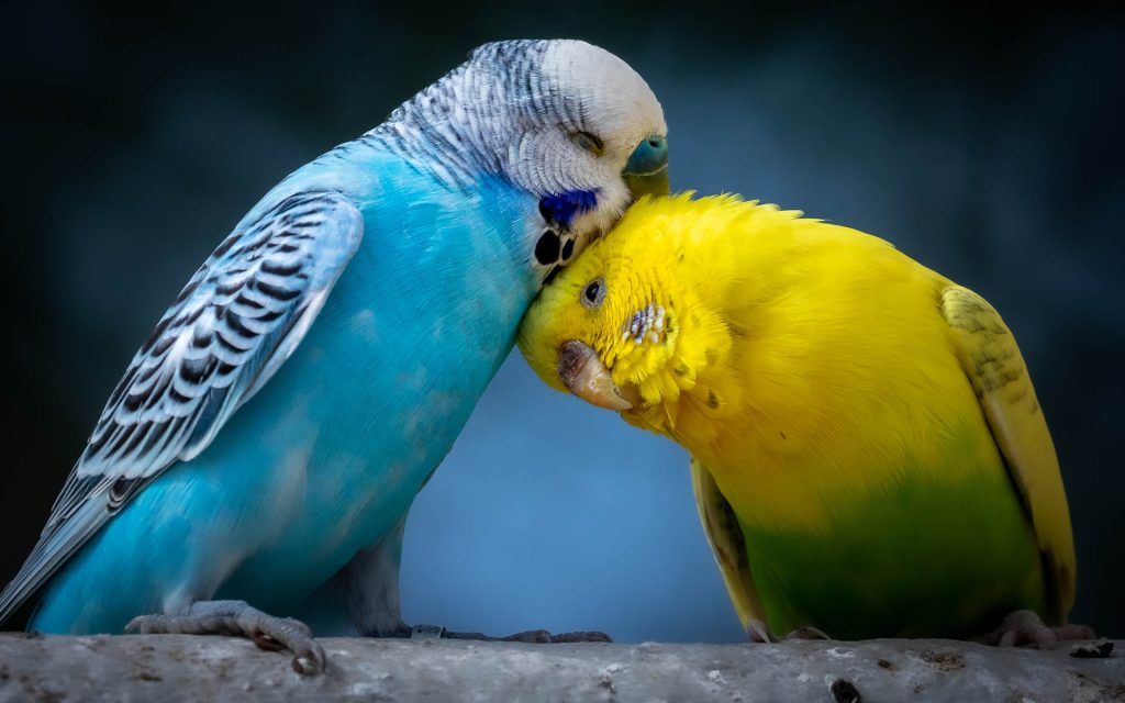 インコがかかりやすい病気