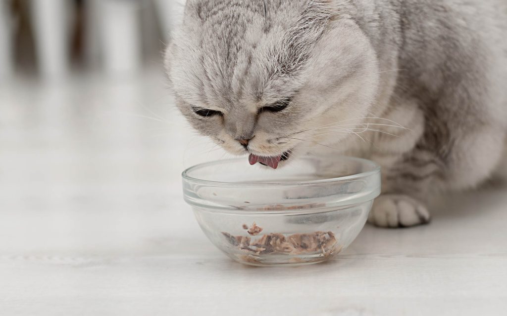 スコティッシュフォールドの長生きにつながる飼い方の5つのポイント