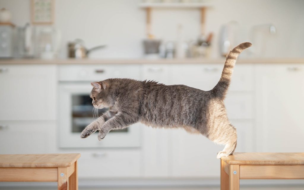 適度な運動をさせること