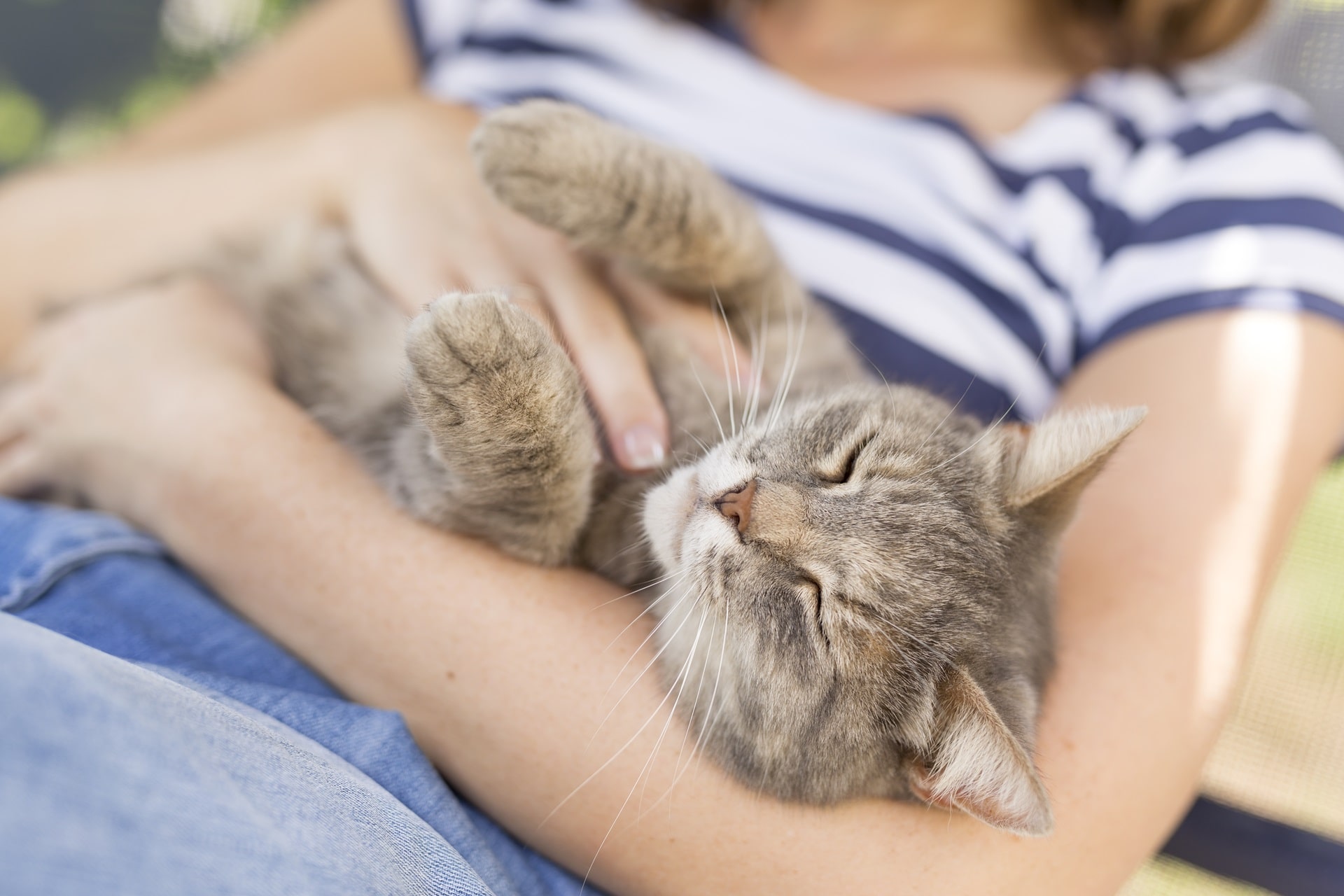 【専門家監修】猫を飼う前や飼い始めてから気をつけること - COCOペットジャーナル