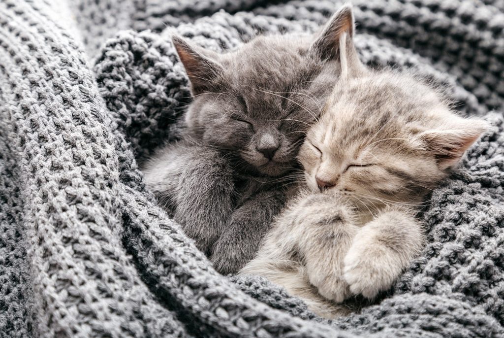 【専門家監修】猫を飼う前や飼い始めてから気をつけること - COCOペットジャーナル