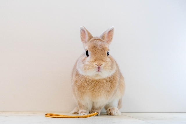 うさぎが出す病気のサイン3選｜飼い主ができることや亡くなる前の兆候なども解説