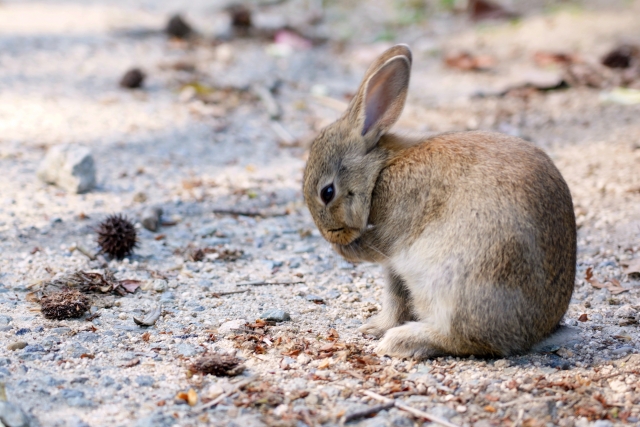 うさぎが病気のサインを出してから飼い主ができること