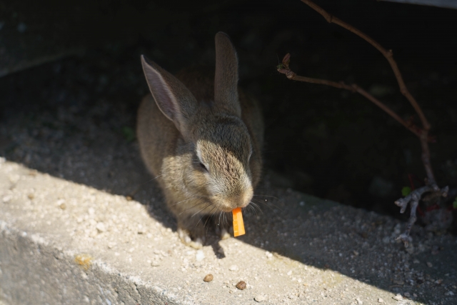 うさぎが出す病気のサイン