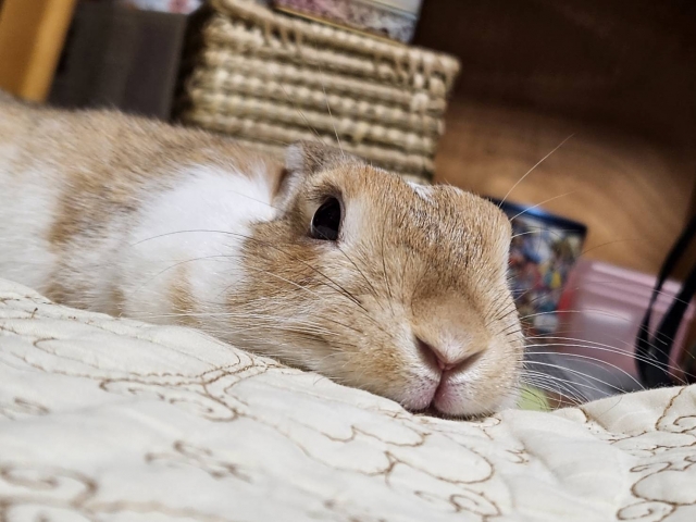 うさぎの健康管理のやり方5選｜適切な飼育環境について徹底解説