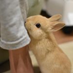 うさぎにみられる目の病気4選｜原因や対処法なども徹底解説