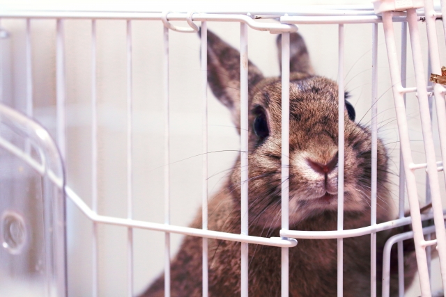 うさぎの健康なうんちとは？下痢の予防策を徹底解説