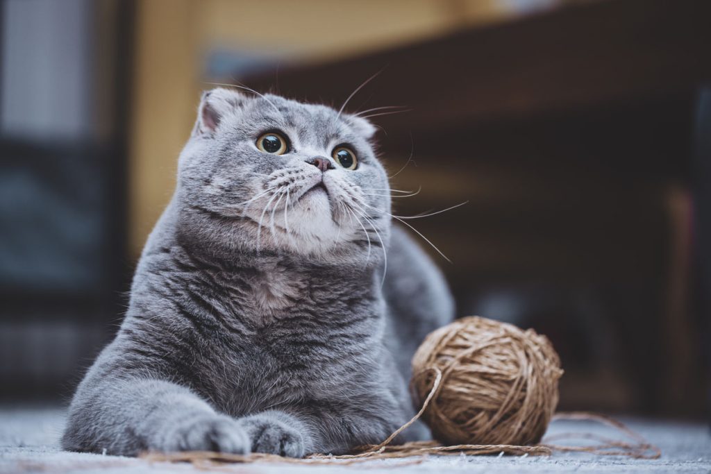 猫のご遺体を土葬しても問題ない