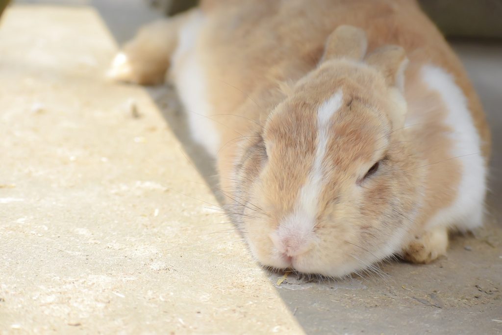 うさぎにみられる目の病気4選