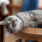 亡くなった猫を土葬しても良い？土葬方法や注意点についても紹介