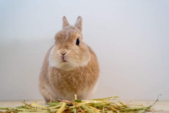 ネザーランド（うさぎ）の寿命はどのくらい？特徴や長生きさせる2つのコツを解説