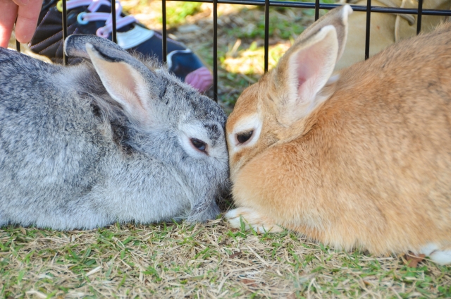 うさぎは火葬しても遺骨は残る？綺麗に保管する方法も解説