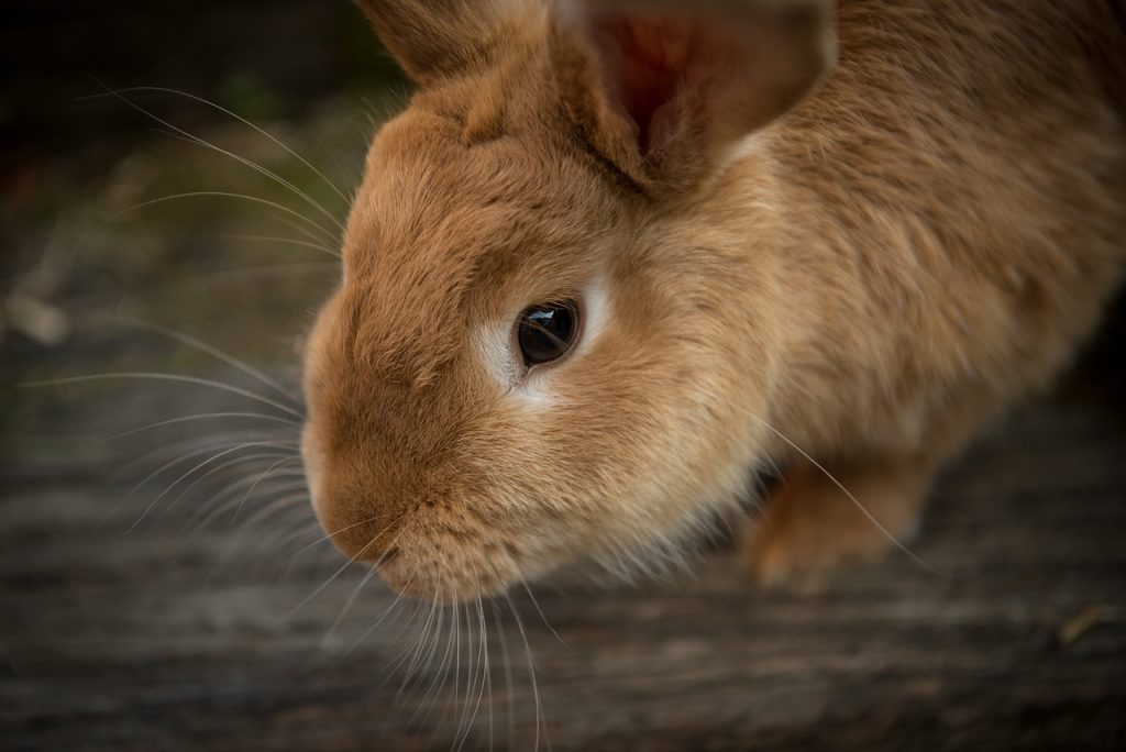 うさぎの8年は人間に換算すると何歳？