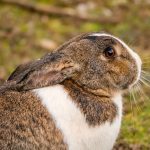 ミニレッキス（うさぎ）の寿命は何年？特徴や寿命を伸ばす3つの方法を徹底解説