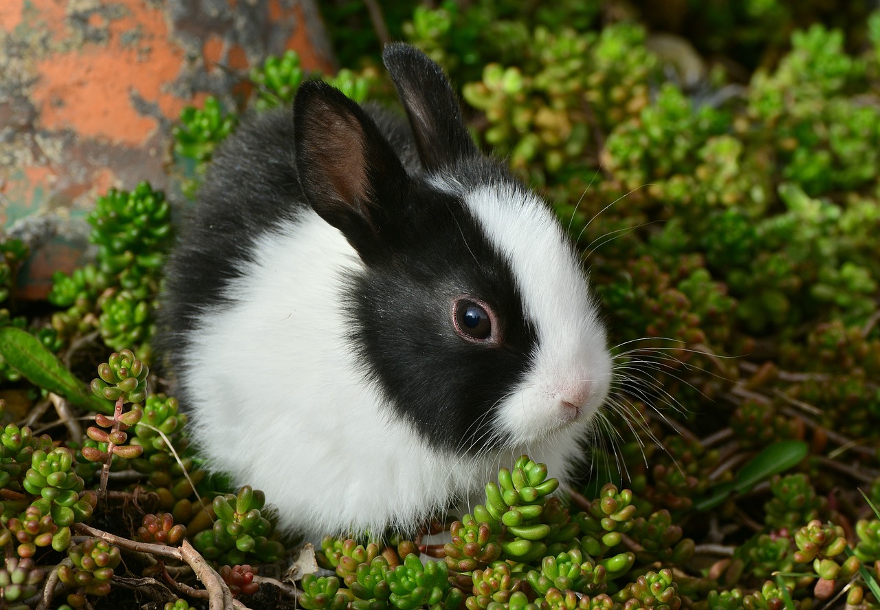 うさぎの雑種の寿命はどのくらい？特徴や長生きさせるための飼い方を徹底解説