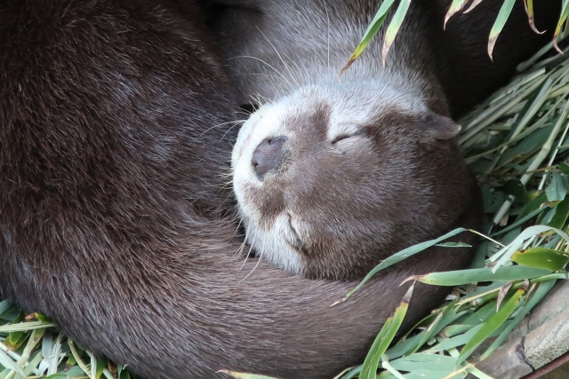 カワウソの飼育方法