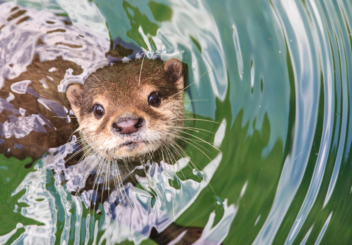 カワウソは寄生虫に寄生されやすい？カワウソを飼う際に気をつけておきたいことを徹底解説